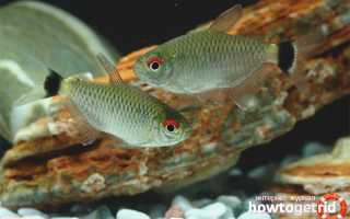Аквариумная рыбка филомена — уход и содержание
