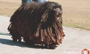 Бергамская овчарка — описание породы и характер собаки