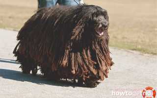 Бергамская овчарка — описание породы и характер собаки