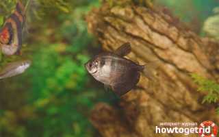 Аквариумная рыбка тернеция — уход и содержание