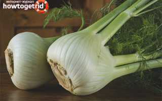 Фенхель — полезные свойства и противопоказания