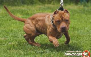 Американский питбультерьер (питбуль) — описание породы