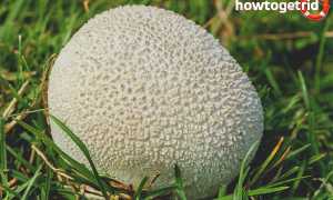 Дождевик луговой — описание, где растет, ядовитость гриба