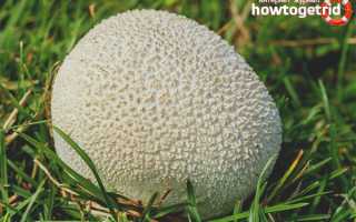 Дождевик луговой — описание, где растет, ядовитость гриба