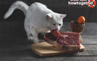 Чем нельзя кормить кошку — хозяевам на заметку