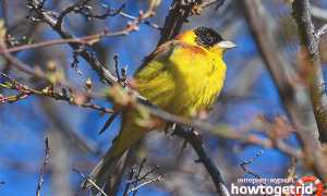 Черноголовая овсянка — описание, среда обитания