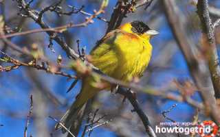 Черноголовая овсянка — описание, среда обитания