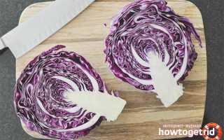 Чем полезна краснокочанная капуста