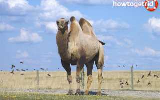 Двугорбый верблюд — описание, среда обитания, образ жизни
