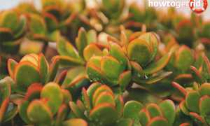 Денежное дерево — лечебные свойства и противопоказания