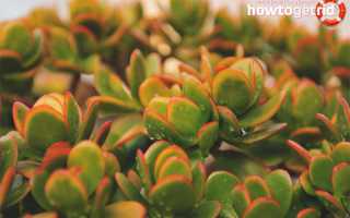 Денежное дерево — лечебные свойства и противопоказания