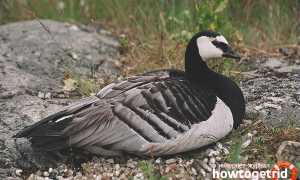 Белощекая казарка — описание, среда обитания, интересные факты