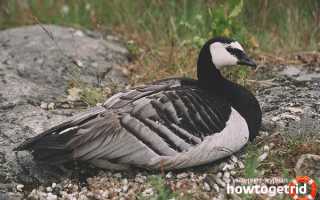 Белощекая казарка — описание, среда обитания, интересные факты