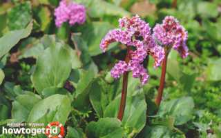 Бадан — лечебные свойства и противопоказания