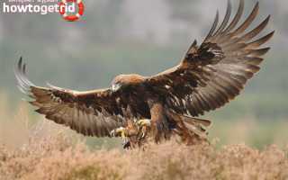 Беркут — описание, среда обитания, интересные факты