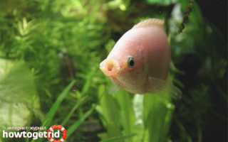 Целующийся гурами — уход и содержание в аквариуме