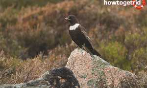 Белозобый дрозд — описание, среда обитания, интересные факты