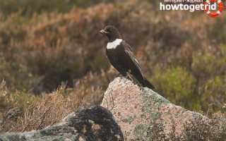 Белозобый дрозд — описание, среда обитания, интересные факты