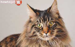 Агрессивные породы кошек: 6 пород