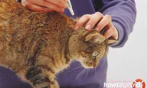 Блохи у кота — как вывести в домашних условиях?