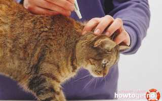 Блохи у кота — как вывести в домашних условиях?