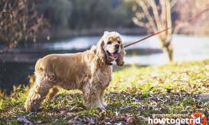 Американский кокер-спаниель — описание породы