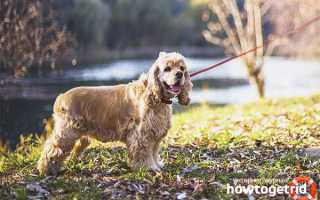 Американский кокер-спаниель — описание породы