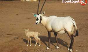 Аравийский орикс — описание, среда обитания, образ жизни