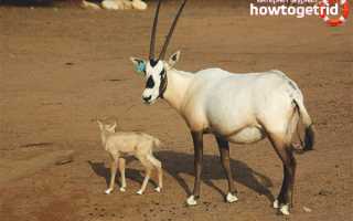 Аравийский орикс — описание, среда обитания, образ жизни