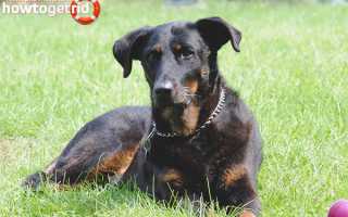 Босерон — описание породы и характер собаки