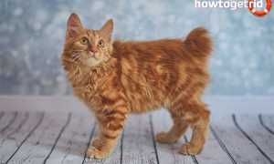 Американский бобтейл — описание породы и характер кошки