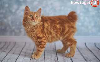 Американский бобтейл — описание породы и характер кошки