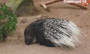 Дикобраз — описание, среда обитания, образ жизни