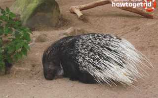 Дикобраз — описание, среда обитания, образ жизни