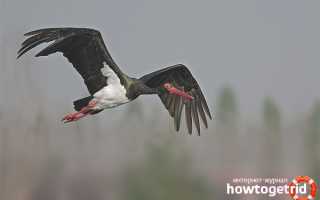 Чёрный аист — описание, среда обитания, интересные факты