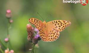 Бабочка перламутровка — описание, среда обитания, виды