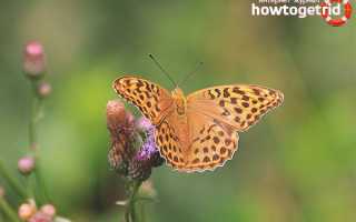 Бабочка перламутровка — описание, среда обитания, виды