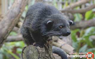 Бинтуронг — описание, среда обитания, образ жизни