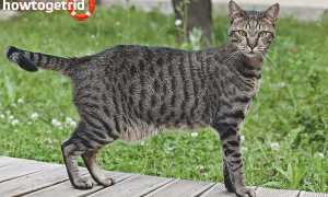 Египетская мау — описание породы и характер кошки