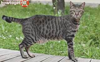 Египетская мау — описание породы и характер кошки