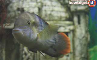 Акара бирюзовая — уход и содержание в аквариуме