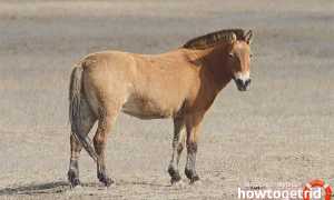 Дикая лошадь — описание, среда обитания, образ жизни