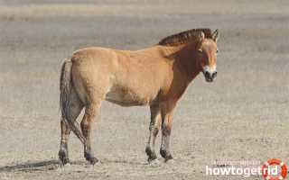 Дикая лошадь — описание, среда обитания, образ жизни