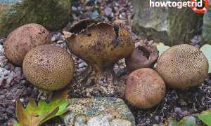 Дождевик — описание, виды, ядовитость гриба