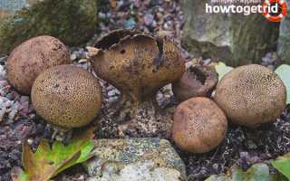 Дождевик — описание, виды, ядовитость гриба