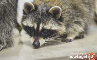 Енот-полоскун — описание, среда обитания, образ жизни