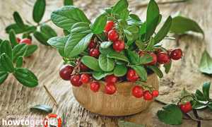 Брусника во время беременности — польза и вред