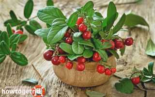 Брусника во время беременности — польза и вред