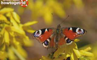 Бабочка павлиний глаз — описание, среда обитания, виды