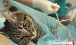 Что делать, если кошка орет и хочет кота